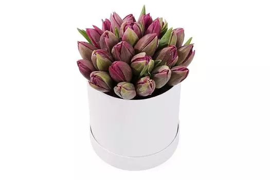Букет 25 королевских тюльпанов в коробке, пурпурные