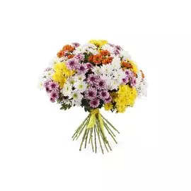Букет 35 кустовых хризантем микс