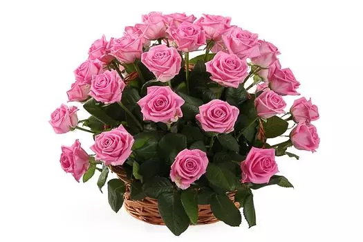Букет 35 роз Аква в корзине