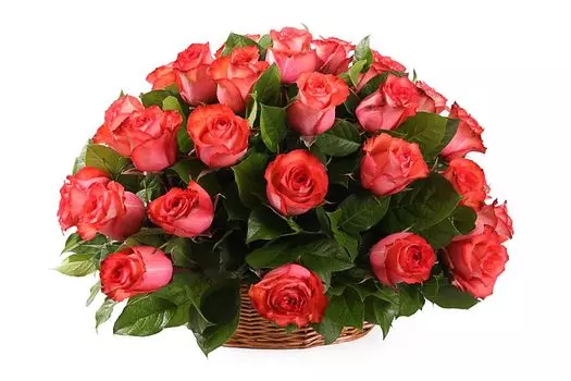 Букет 35 роз Игуана в корзине