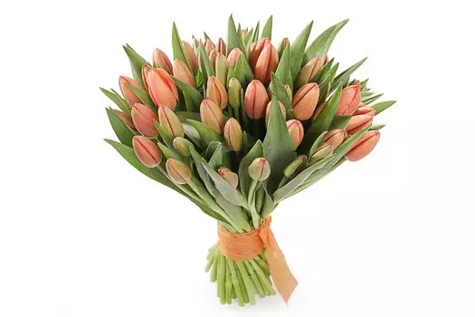 Букет 51 королевский тюльпан, коралловые