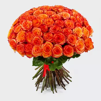 Букет 75 роз Хай Мэджик (Эквадор), 60 см
