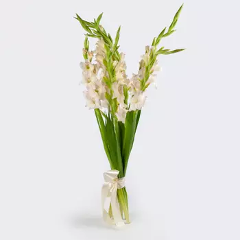 Букет гладиолусов Белые стрелы