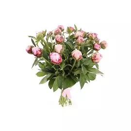 Букет из пионов Дамское счастье