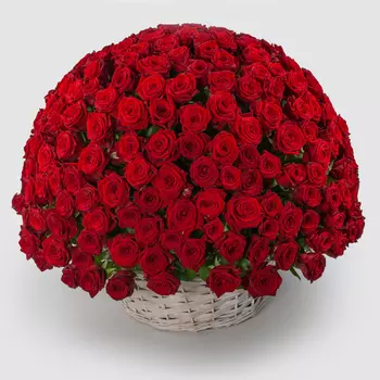Букет в корзине Голос любви (251 роза)