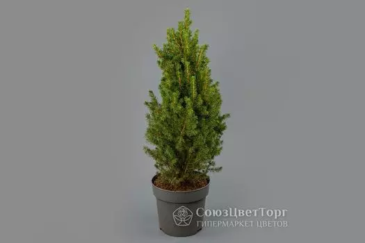 Ель Коника в горшке