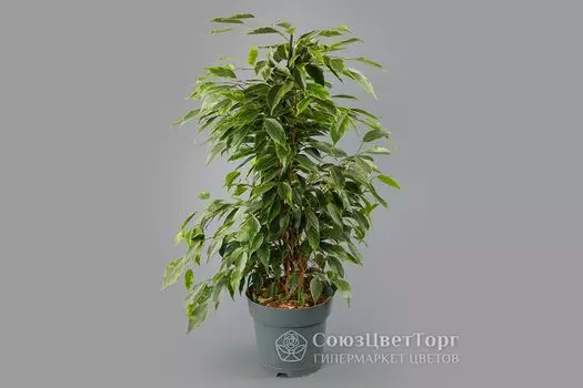 Фикус Бенджамина в горшке