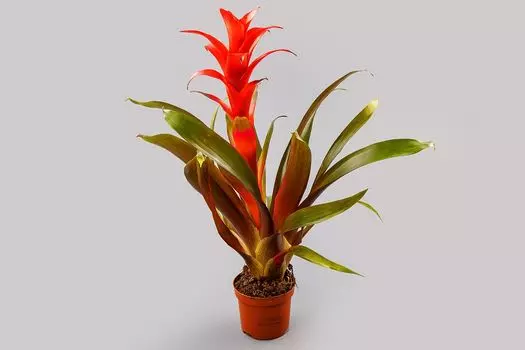 Гузмания в горшке (красная)