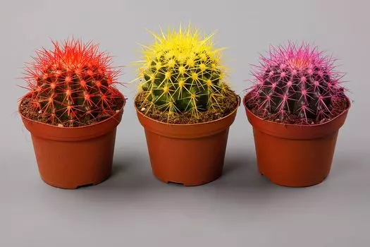 Эхинокактус в горшке (в асс.)