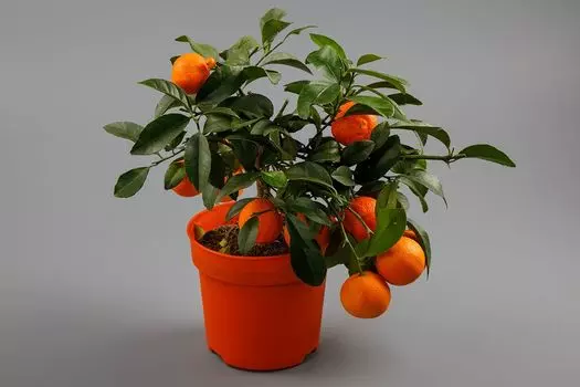 Каламондин (растение) в горшке