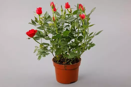 Кустовая роза в горшке (красная)