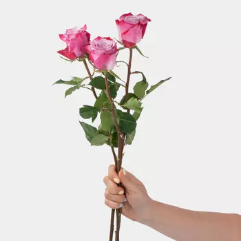 Роза Дип Перпл 60 см (3 шт.)