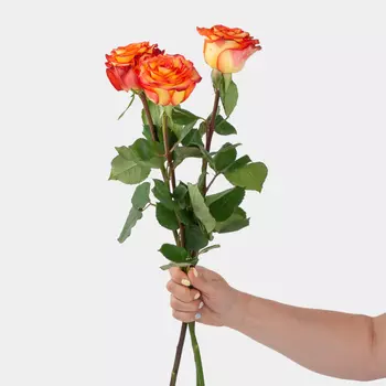 Роза Хай Мэджик 60 см (3 шт.)