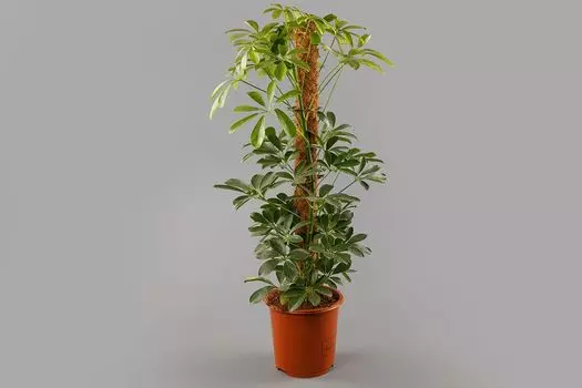 Шефлера Компакта в горшке