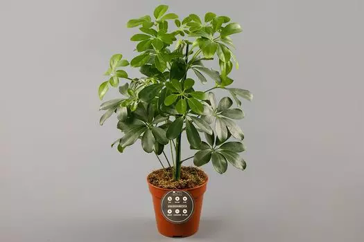 Шефлера Нора в горшке