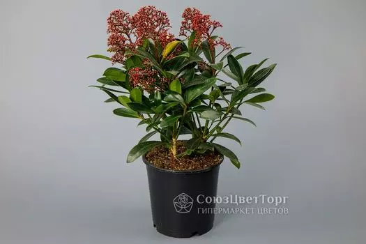 Скиммия в горшке