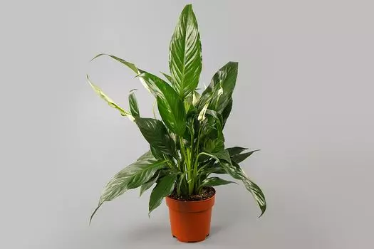 Спатифиллум в горшке