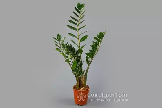 Замиокулькас (Долларовое дерево) в горшке