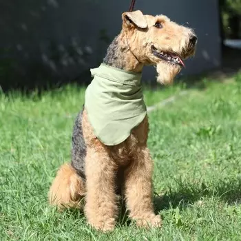 Косынка OSSO-fashion для кошек и собак всех пород и возрастов охлаждающая - р. M для всех возрастов m Россия 1 уп. х 1 шт. х 0.025 кг