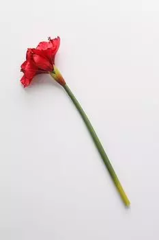 Декоративная ветка Амариллис Holiday Classics