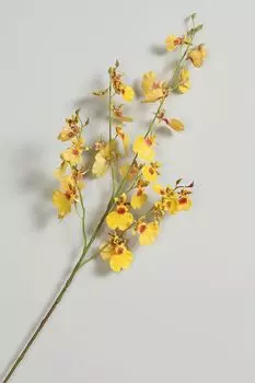 Декоративное растение Orchidea EDG