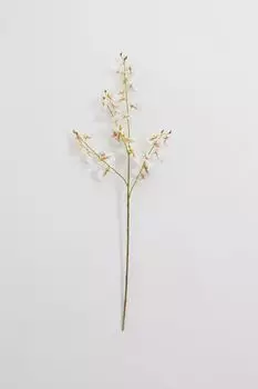 Декоративное растение Orchidea EDG