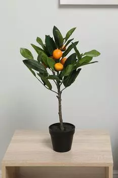 Декоративное растение в горшке Mandarino EDG