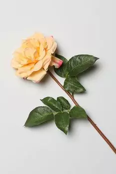 Декоративный цветок Rosa EDG