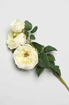 Декоративный цветок Rosa EDG