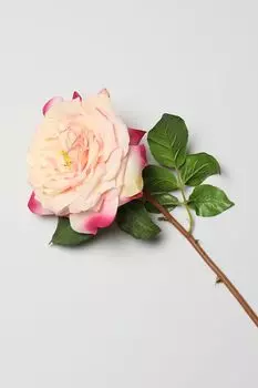 Декоративный цветок Rosa EDG