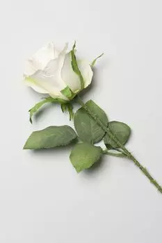 Декоративный цветок Rosa EDG