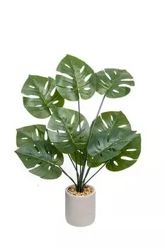 Декоративный цветок монстера в керамическом горшке Вещицы