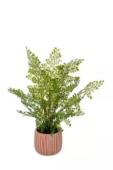 Декоративный цветок папоротник курчавый в керамическом горшке Вещицы