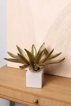 Интерьерный аксессуар Cactus Kersten