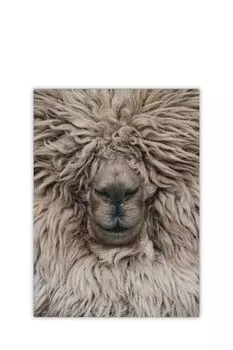 Постер Барашек Gallery 5