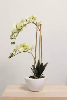 Растение декоративное Орхидея в горшке EDG