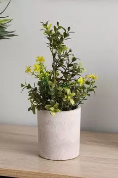 Растение декоративное в горшке Chitose Eglo