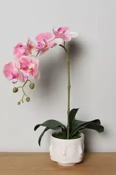 Растение декоративное в горшке EDG