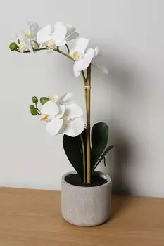 Растение декоративное в горшке EDG