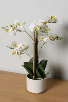 Растение декоративное в горшке EDG