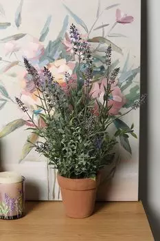 Растение декоративное в горшке EDG