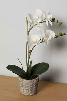 Растение декоративное в горшке Orchidea EDG