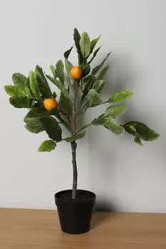 Растение декоративное в горшке EDG