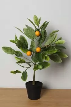 Растение декоративное в горшке EDG