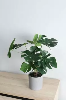 Растение декоративное в горшке Tobetsu Eglo