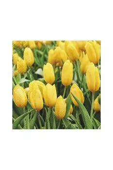 Салфетки бумажные с принтом Поле тюльпанов Paw