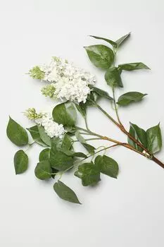 Ветка декоративная Lilla EDG