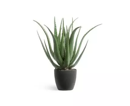 Алоэ куст большой