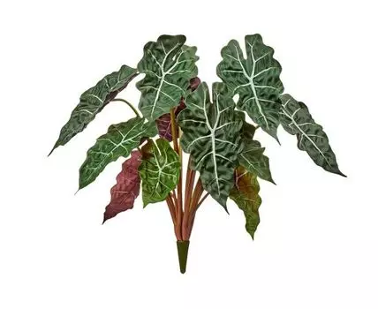 Алоказия куст