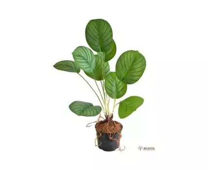 Алоказия полосатая Latex